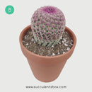 Arizona Rainbow Cactus Care, Echinocereus Cactus for sale, Rainbow Hedgehog Cactus in California, Round Cactus party, Rare succulents, indoor succulents, succulents garden, succulent subscription, monthly succulents, succulent care guide, succulent care tips, how to grow hedgehog cactus, succulents for sale, cactus, cactus succulent, succulent cactus, cacti, cactus and succulents, succulents box, succulent shop, buy succulents online
