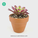 Aeonium Mardi Gras, Succulents, succulent care guide, Succulents shop near me, succulent care, succulents store in CA, succulents garden, succulent plant, monthly succulents, Aeonium Mardi Gras in California, How to grow Aeonium Mardi Gras