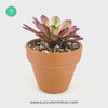 Aeonium Mardi Gras for sale, Aeonium Mardi Gras care, indoor succulents, succulent care guide, how to grow succulents, succulent plant, succulent care, succulent care tips, monthly succulents, succulents garden, Aeonium Mardi Gras in California, How to grow Aeonium Mardi Gras