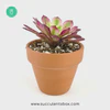 Aeonium Mardi Gras for sale, Aeonium Mardi Gras care, indoor succulents, succulent care guide, how to grow succulents, succulent plant, succulent care, succulent care tips, monthly succulents, succulents garden, Aeonium Mardi Gras in California, How to grow Aeonium Mardi Gras