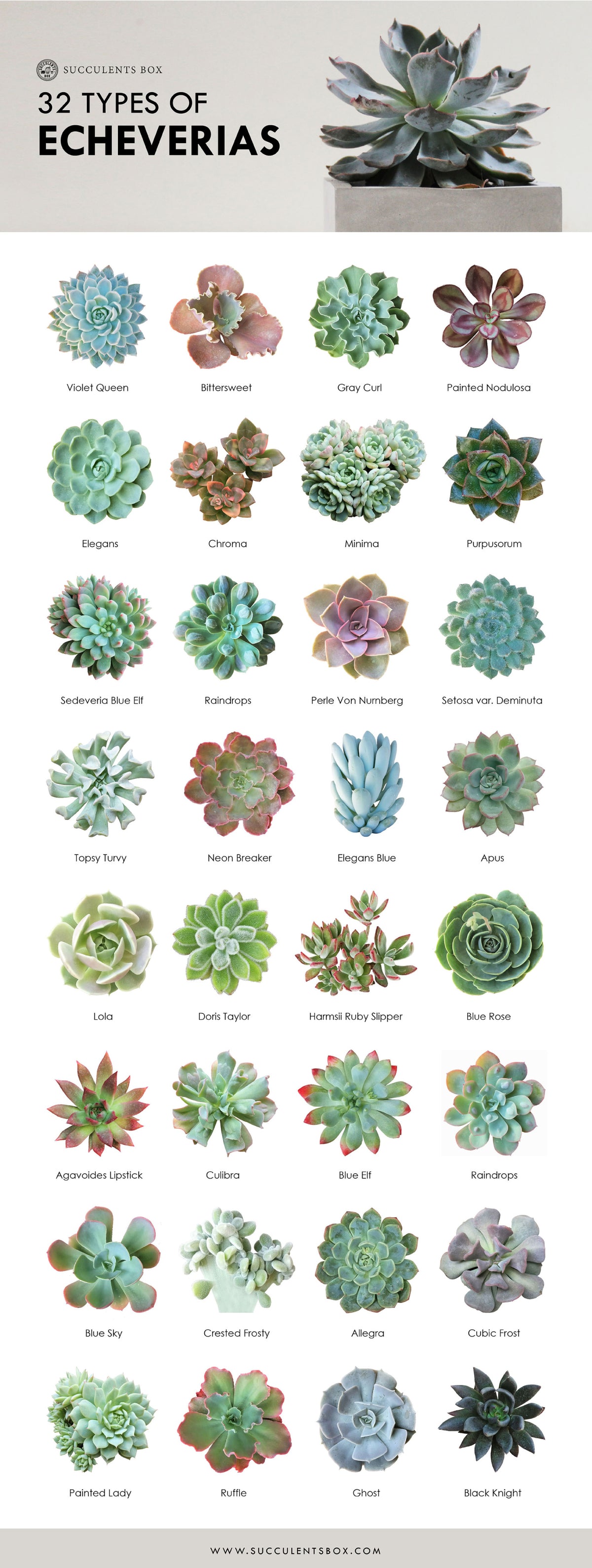 Types of Succulents Printable Art for sale, Printable Cactus Art, Succulents Digital Download, Succulents Home Office Decor, Succulents Gift Ideas, Modern Wall Art Decor, Succulents Printable Poster, printable art cacti download home decor, Types of Echeveria Succulents for sale