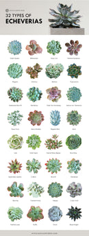 Types of Succulents Printable Art for sale, Printable Cactus Art, Succulents Digital Download, Succulents Home Office Decor, Succulents Gift Ideas, Modern Wall Art Decor, Succulents Printable Poster, printable art cacti download home decor, Types of Haworthia Succulents for sale