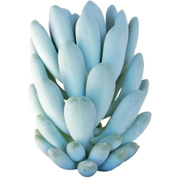 bluish succulent Echeveria Elegans Blue