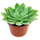 Succulents for thanksgiving, Thanksgiving succulents gift, Easter succulents idea,echeveria, echeveria succulent, echeveria types, succulent echeveria, buy succulents online, succulent shop, succulent store, echeveria plant, indoor succulents.