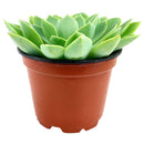 Succulents for thanksgiving, Thanksgiving succulents gift, Easter succulents idea,echeveria, echeveria succulent, echeveria types, succulent echeveria, buy succulents online, succulent shop, succulent store, echeveria plant, indoor succulents.