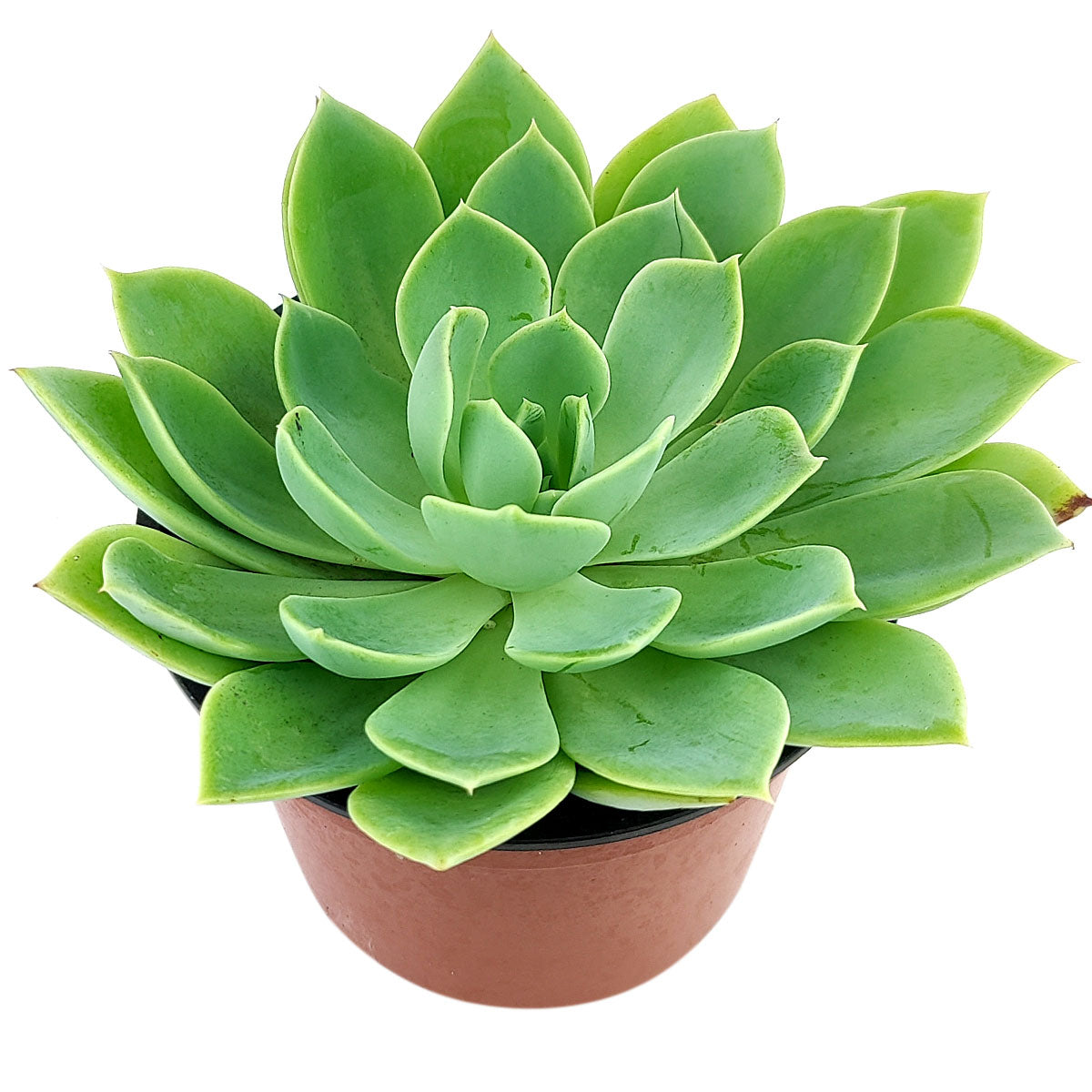 succulent lovers Echeveria Blue Atoll Succulent