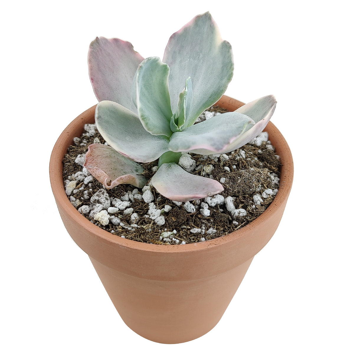 decora succulent RARE Echeveria Decora Variegated Succulent with Care Guide