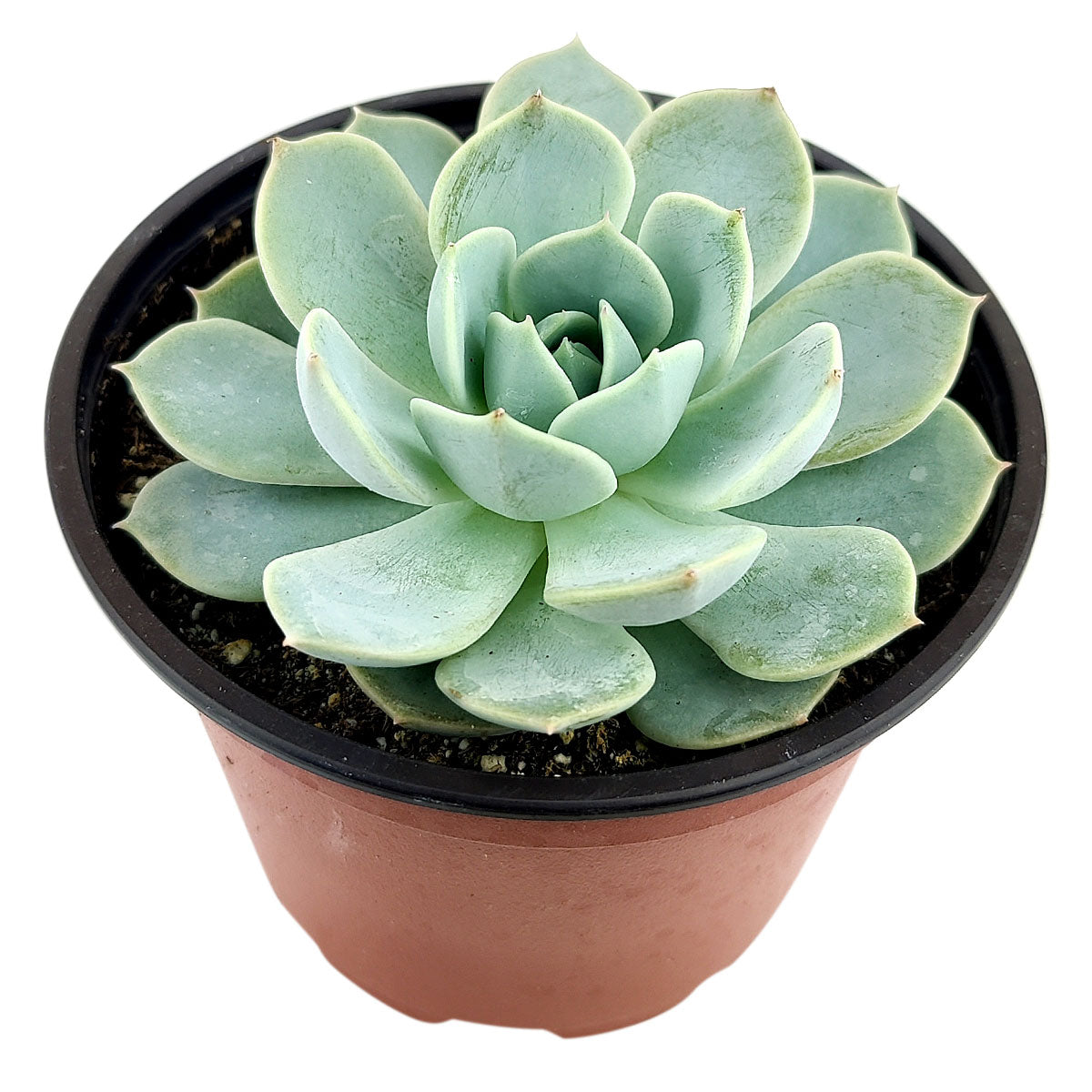 domingo succulent Echeveria 'Domingo' | Succulent Plant and Care Guide