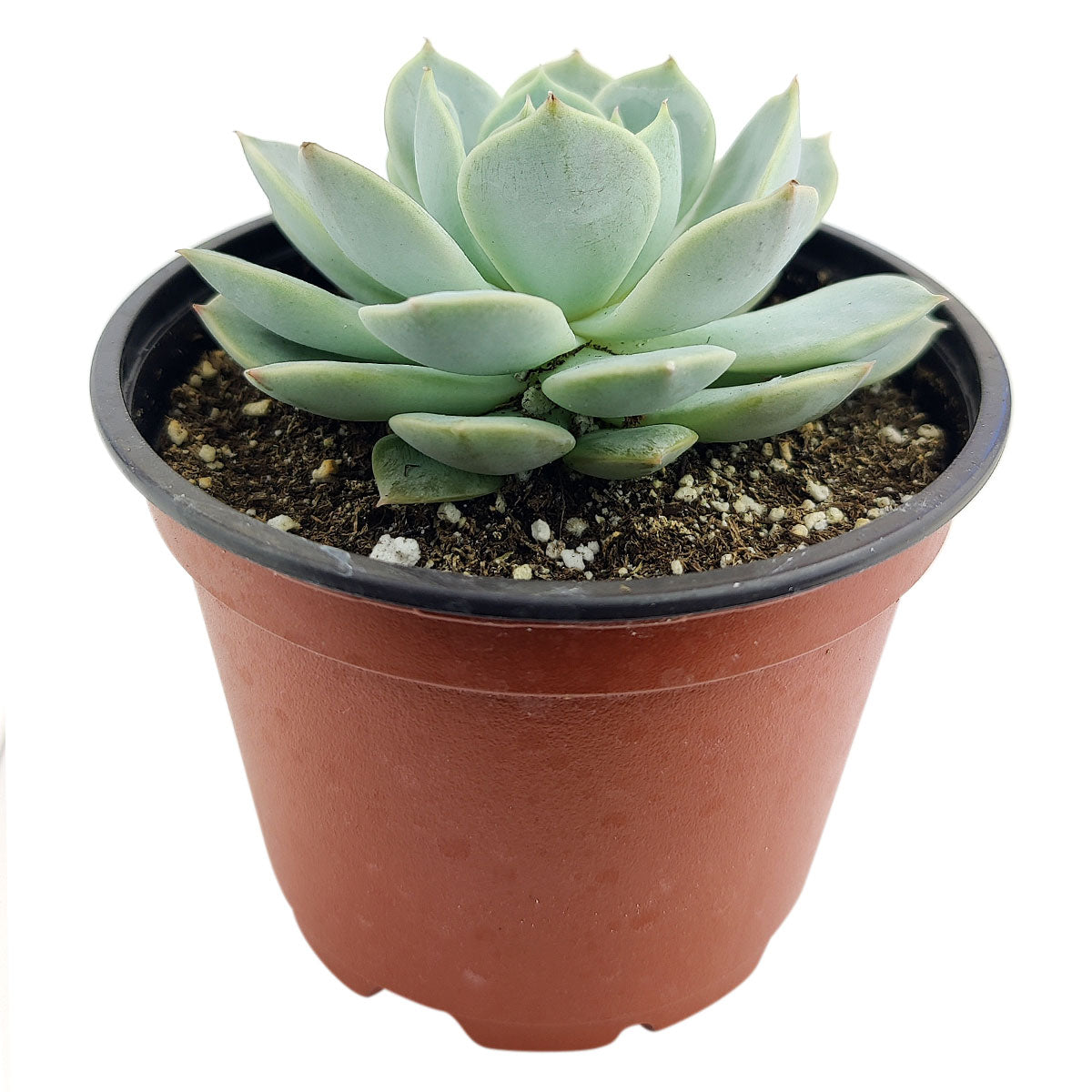 domingo succulent Echeveria 'Domingo' | Succulent Plant and Care Guide