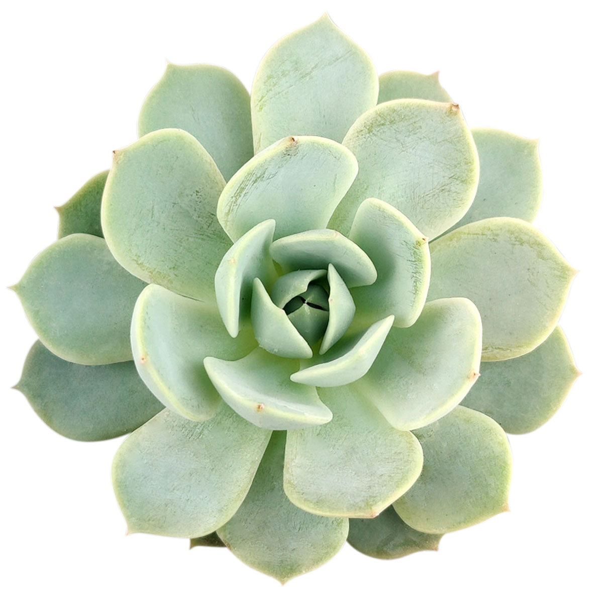 domingo succulent Echeveria ‘Domingo’
