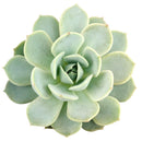 Echeveria &#39;Domingo&#39; for sale, indoor succulents, Rare succulents, monthly succulents, cactus, succulent care guide, succulents store in CA, succulent subscription, how to grow succulents, Echeveria &#39;Domingo&#39; in California, How to grow Echeveria &#39;Domingo&#39;, How to care echeveria succulents for thanksgiving, Easter echeveria gift. Echeveria &#39;Domingo&#39;, echeveria, echeveria succulent, echeveria types, succulent echeveria, buy succulents online, succulent shop, succulent store, echeveria plant, indoor succulents
