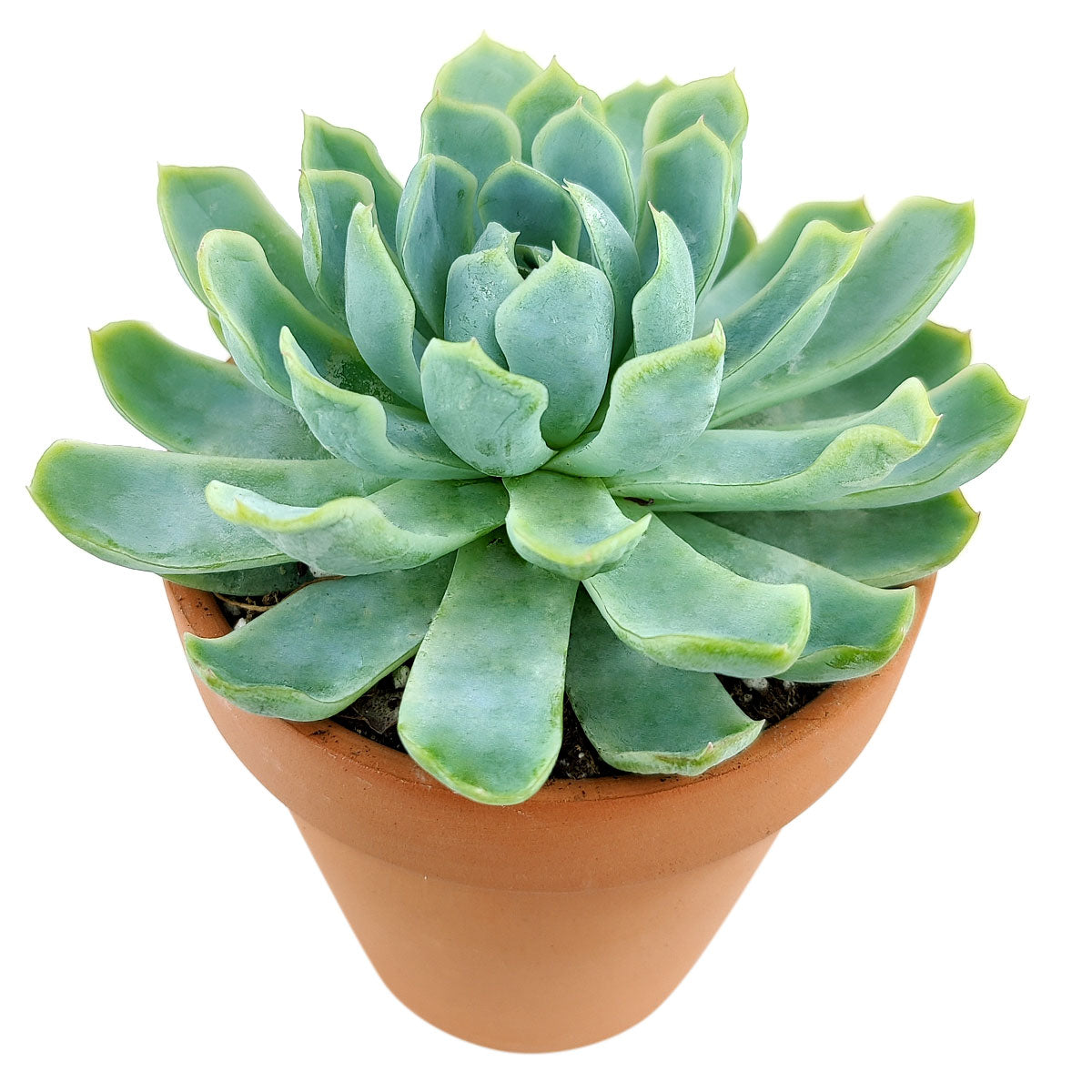 Mexican Snowball Succulent, succulents garden, how to grow succulents, succulent care, Succulents shop near me, succulent care guide, indoor succulents, succulent care tips, Succulents, Mexican Snowball Succulent in California, How to grow Mexican Snowball Succulent, Easter echeveria gift, Echeveria gift for thanksgiving, Easter eggs echeveria, echeveria, echeveria succulent, echeveria types, succulent echeveria, buy succulents online, succulent shop, succulent store, echeveria plant, indoor succulents