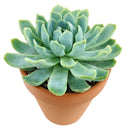 Echeveria Elegans for sale, succulent care guide, monthly succulents, Rare succulents, succulents store in CA, succulent care, succulents garden, Succulents shop near me, Echeveria Elegans in California