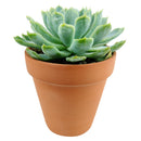 Echeveria Elegans for sale, succulent care guide, monthly succulents, Rare succulents, succulents store in CA, succulent care, succulents garden, Succulents shop near me, Echeveria Elegans in California