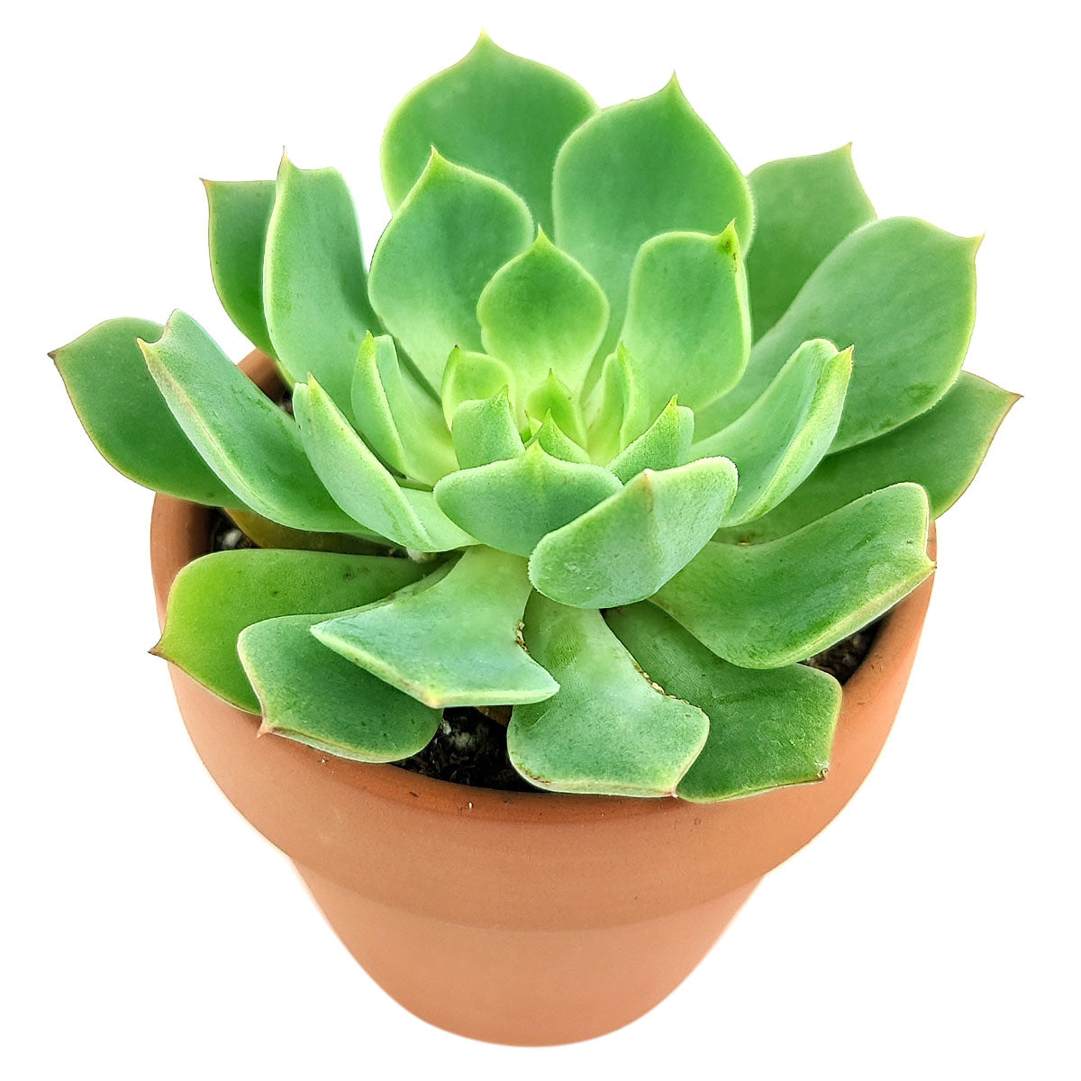 Echeveria Ramillette Succulent Plant, Mexican Hens and Chicks, Apple Green Rosettes, Buy Succulents Online, Shop Succulents in California, Succulents Home Decor, Types of Echeveria Succulents, Easter echeveria gift, Echeveria gift for thanksgiving, echeveria, echeveria succulent, echeveria types, succulent echeveria, buy succulents online, succulent shop, succulent store, echeveria plant, indoor succulents