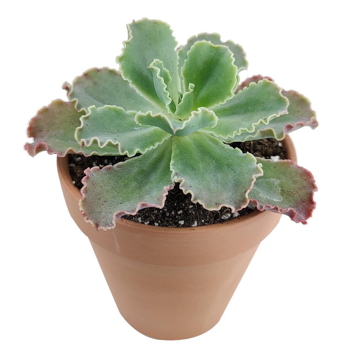 echeveria ruffled succulent Echeveria Crinoline Ruffles for Sale