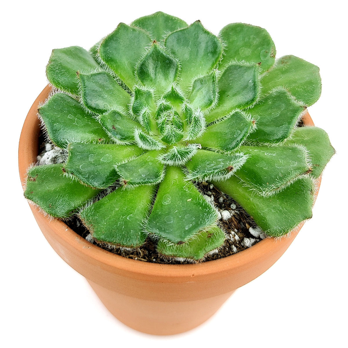 Echeveria Setosa Var, Ciliata succulent for sale, How to care for Echeveria Setosa Var. Ciliata plant, Growing for Echeveria Setosa Var. Ciliata Succulent, Types of Rosette shaped succulent plants, echeveria, echeveria succulent, echeveria types, succulent echeveria, buy succulents online, succulent shop, succulent store, echeveria plant, indoor succulents