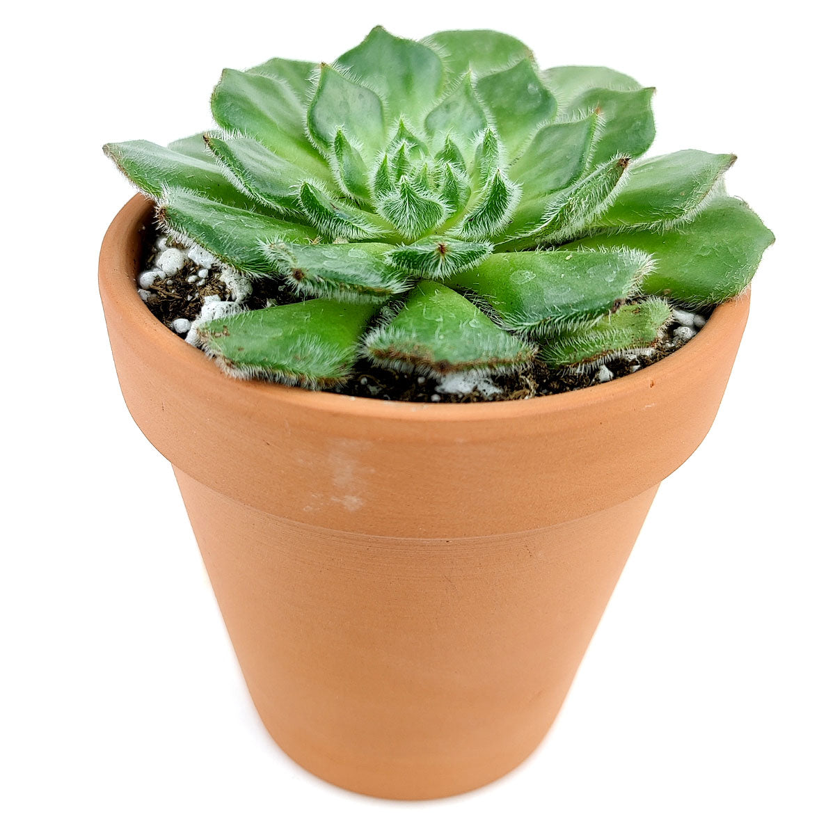 Echeveria Setosa Var, Ciliata succulent for sale, How to care for Echeveria Setosa Var. Ciliata plant, Growing for Echeveria Setosa Var. Ciliata Succulent, Types of Rosette shaped succulent plants, echeveria, echeveria succulent, echeveria types, succulent echeveria, buy succulents online, succulent shop, succulent store, echeveria plant, indoor succulents