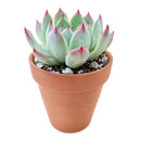 Pink Succulent, Echeveria for thanksgiving, How to care echeveria succulents for thanksgiving, echeveria, echeveria succulent, echeveria types, succulent echeveria, buy succulents online, succulent shop, succulent store, echeveria plant, indoor succulents, colorful succulent for sale
