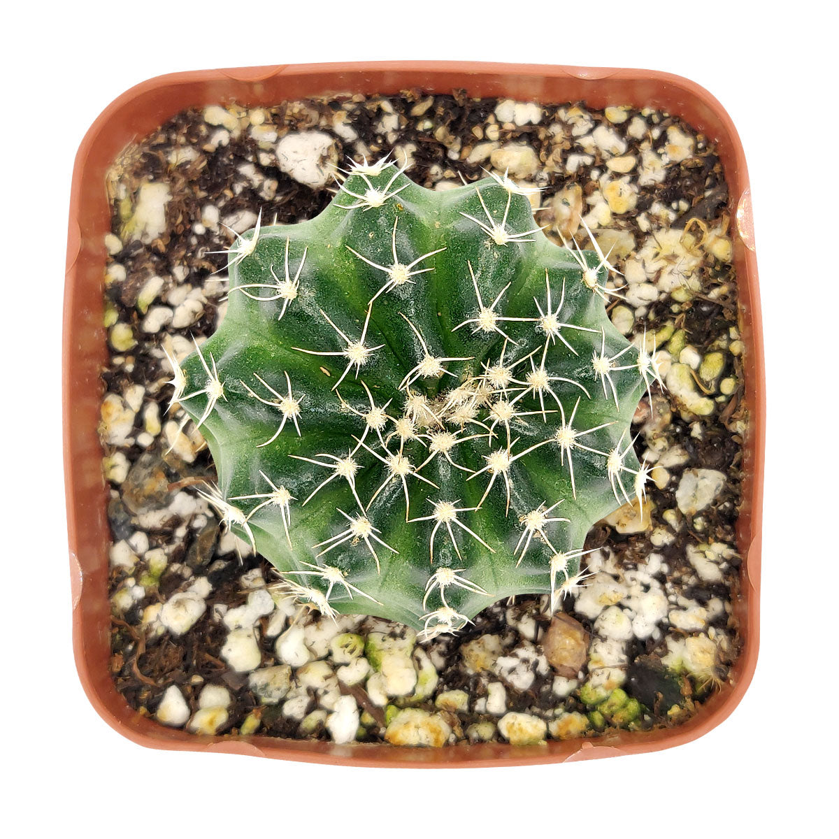 Echinocereus Pulchellus Cactus for sale, Hedgehog Cactus, Rare Cactus, Rare Succulent, Unusual Cactus, Echinocereus Pulchellus var acanthosetus, Cactus Party, Cactus Gift, Exotic Globular Cactus, Cactus Gift, Cactus Succulent Decor, cactus, cactus succulent, succulent cactus, cacti, cactus and succulents, succulents box, succulent shop, buy succulents online