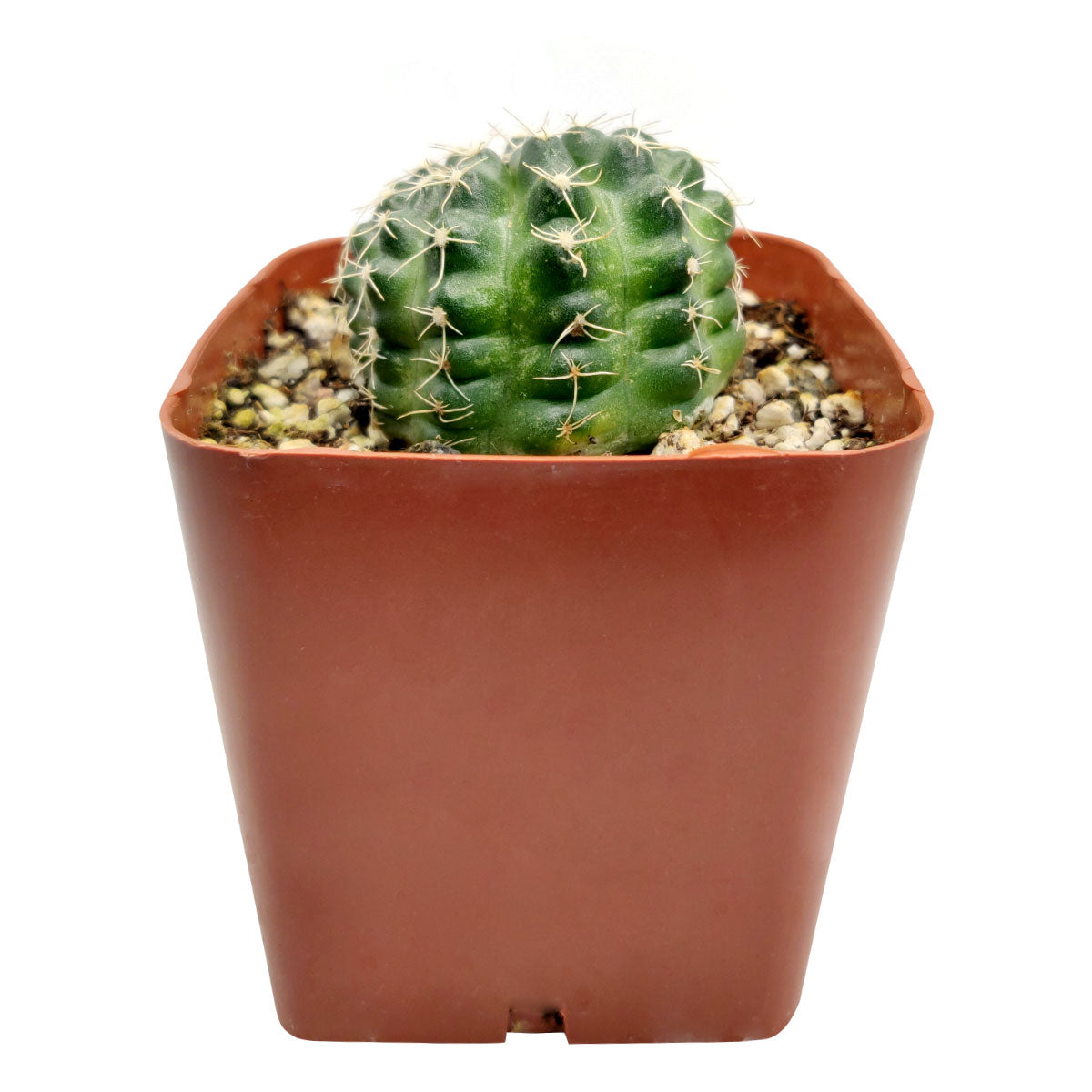 Echinocereus Pulchellus Cactus for sale, Hedgehog Cactus, Rare Cactus, Rare Succulent, Unusual Cactus, Echinocereus Pulchellus var acanthosetus, Cactus Party, Cactus Gift, Exotic Globular Cactus, Cactus Gift, Cactus Succulent Decor, cactus, cactus succulent, succulent cactus, cacti, cactus and succulents, succulents box, succulent shop, buy succulents online