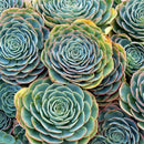 How to care for blue rose echeveria Succulent, How to make your succulent pink, How to change succulent color, How to make Succulent turn pink, Succulent turning pink, How to make succulents change color, How to grow colorful succulents, indoor succulents, echeveria, echeveria succulent, echeveria types, succulent echeveria, buy succulents online, succulent shop, succulent store, echeveria plant