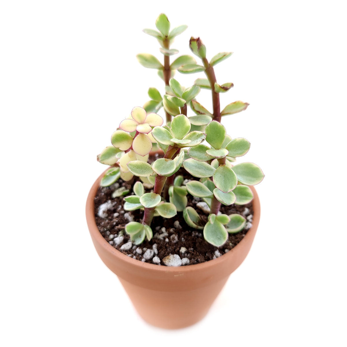 portulacaria afra care indoor Elephant Bush (Portulacaria afra) for Sale: Easy to Care for Succulent Plant