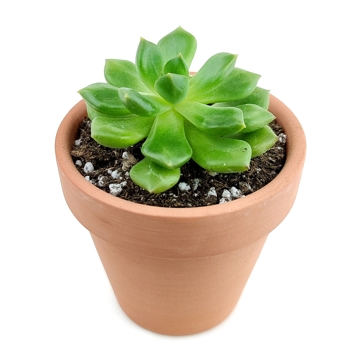 emerald empress succulent Echeveria Emerald Ripple for Sale