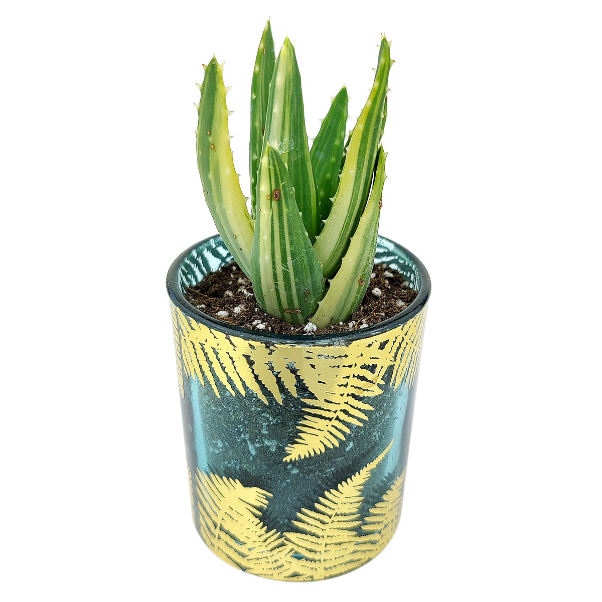 Pot for sale, Mini pot for succulent, Succulent pot decor ideas, Fern Pot, Flower pot for sale, glass pots for planting, succulent gift for holiday