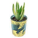 Pot for sale, Mini pot for succulent, Succulent pot decor ideas, Fern Pot, Flower pot for sale, glass pots for planting, succulent gift for holiday