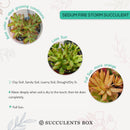 How to care for Sedum Fire Storm Succulent, How to make your succulent pink, How to change succulent color, How to make Sedum Fire Storm turn yellow, Succulent turning pink, How to make succulents change color, How to grow colorful succulents.