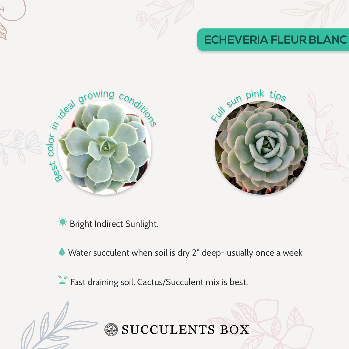 How to care for Echeveria Fleur Blanc Succulent, How to make your succulent pink, How to change succulent color, How to make Echeveria Fleur Blanc turn pink, Succulent turning pink, How to make succulents change color, How to grow colorful succulents, echeveria, echeveria succulent, echeveria types, succulent echeveria, buy succulents online, succulent shop, succulent store, echeveria plant,  indoor succulents