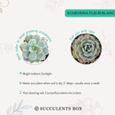 How to care for Echeveria Fleur Blanc Succulent, How to make your succulent pink, How to change succulent color, How to make Echeveria Fleur Blanc turn pink, Succulent turning pink, How to make succulents change color, How to grow colorful succulents, echeveria, echeveria succulent, echeveria types, succulent echeveria, buy succulents online, succulent shop, succulent store, echeveria plant,  indoor succulents