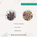 Graptoveria Fred Ives in California, How to grow Graptoveria Fred Ives, rare succulents, rare succulents for sale, unique succulents, buy succulents online, rare succulent, succulent shop, unusual succulents, succulent store, succulents online, buy Graptoveria Fred Ives online