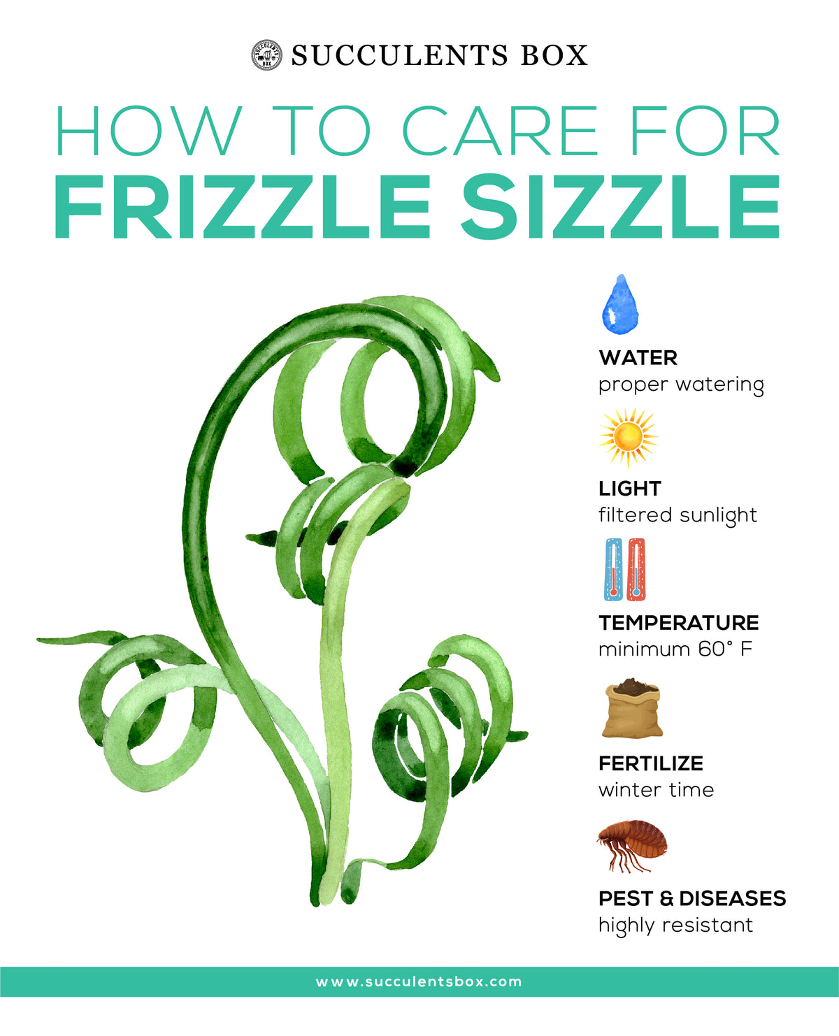 How to care for Frizzle Sizzle Succulent Plant, Frizzle Sizzle Succulent Care Guide, rare succulents, rare succulents for sale, unique succulents, buy succulents online, rare succulent, succulent shop, unusual succulents, succulent store, succulents online