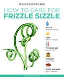 How to care for Frizzle Sizzle Succulent Plant, Frizzle Sizzle Succulent Care Guide, rare succulents, rare succulents for sale, unique succulents, buy succulents online, rare succulent, succulent shop, unusual succulents, succulent store, succulents online