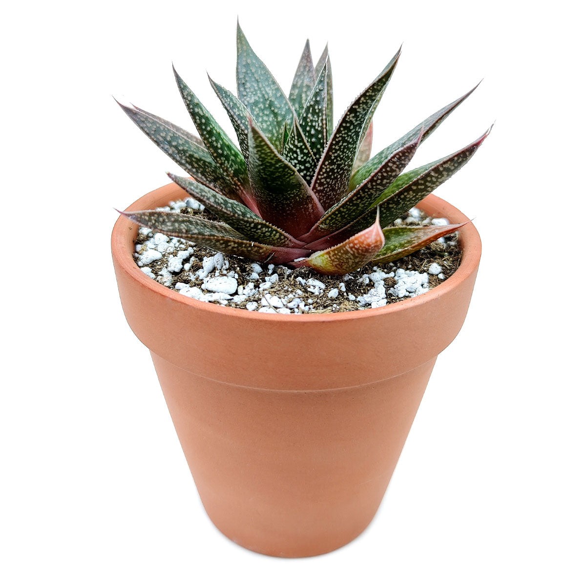 Gasteria Flow Aloe for sale, Rare succulents, succulent care tips, Succulents shop near me, succulent plant, monthly succulents, indoor succulents, succulent subscription, succulents store in CA, Gasteria Flow Aloe in California, How to grow Gasteria Flow Aloe, Lace Aloe