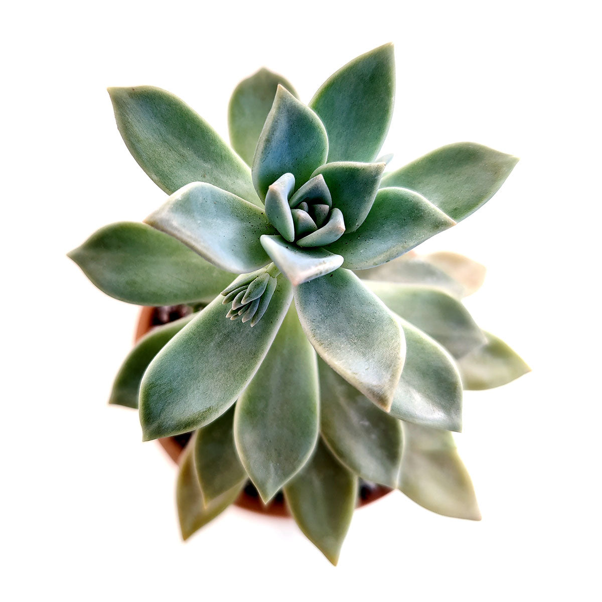 ghost plant succulent for sale Ghost Plant Graptopetalum paraguayense