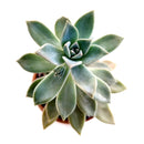 Ghost Plant for sale, indoor succulents, monthly succulents, succulent plant, how to grow succulents, Succulents shop near me, succulent subscription, cactus, succulent care guide, Ghost Plant in California, How to grow Ghost Plant, rare succulents, rare succulents for sale, unique succulents, buy succulents online, rare succulent, succulent shop, unusual succulents, succulent store, succulents online