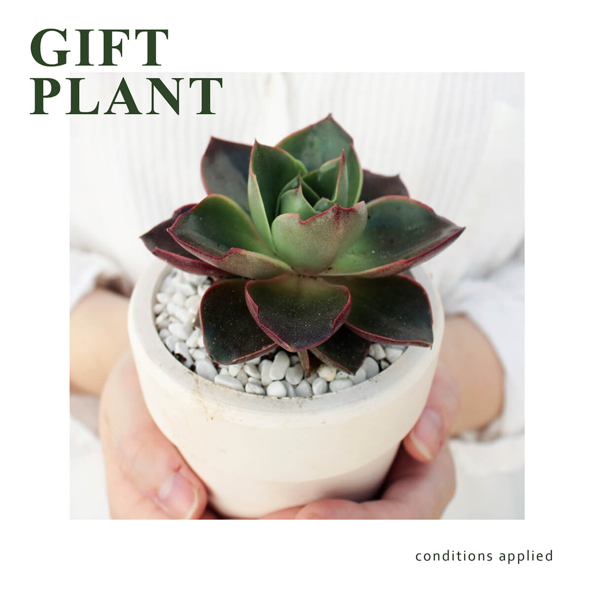 gift plant