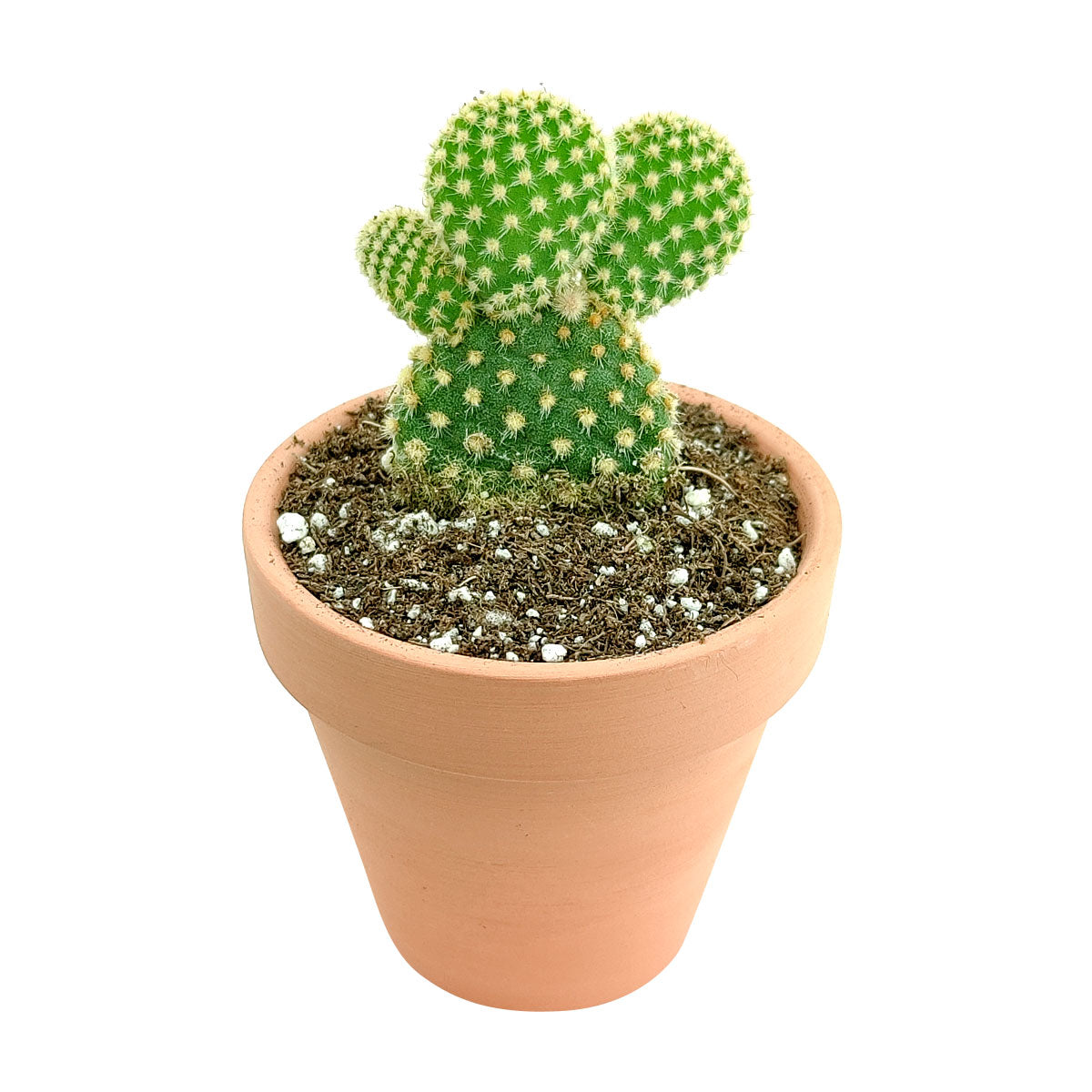 rabbit ear succulent Golden Angel Wing Cactus 2 inch / Plastic Pot