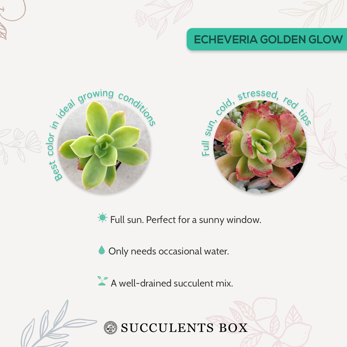 How to care for Echeveria Golden Glow Succulent, How to make your succulent pink, How to change succulent color, How to make Echeveria Golden Glow turn pink, Succulent turning pink, How to make succulents change color, How to grow colorful succulents, echeveria, echeveria succulent, echeveria types, succulent echeveria, buy succulents online, succulent shop, succulent store, echeveria plant,  indoor succulents