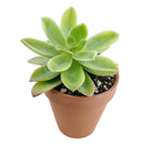 How to care for Echeveria Golden Glow Succulent, How to make your succulent pink, How to change succulent color, How to make Echeveria Golden Glow turn pink, Succulent turning pink, How to make succulents change color, How to grow colorful succulents, echeveria, echeveria succulent, echeveria types, succulent echeveria, buy succulents online, succulent shop, succulent store, echeveria plant,  indoor succulents