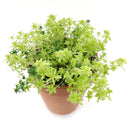 monthly succulents, succulents shop in California, Succulents shop near me, Succulents, how to grow succulents, succulent care guide, Sedum Golden Moss in California, How to grow Sedum Golden Moss, Tokyo Sun Succulent