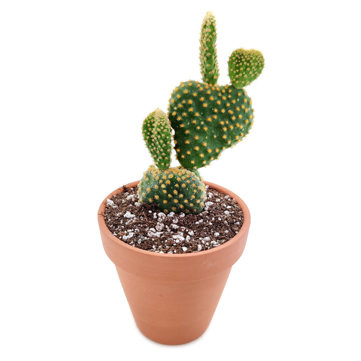 bunny succulent near me Golden Angel Wing Cactus 2 inch / Plastic Pot