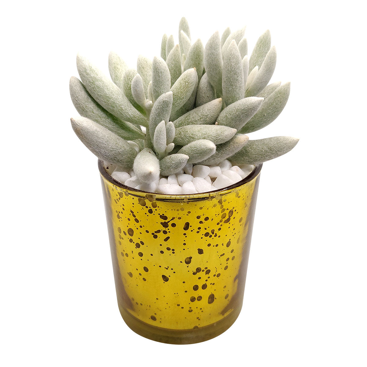Pot for sale, Mini pot for succulent, Succulent pot decor ideas, Gold sparkly pot, Flower pot for sale, glass pots for planting, succulent gift for holiday