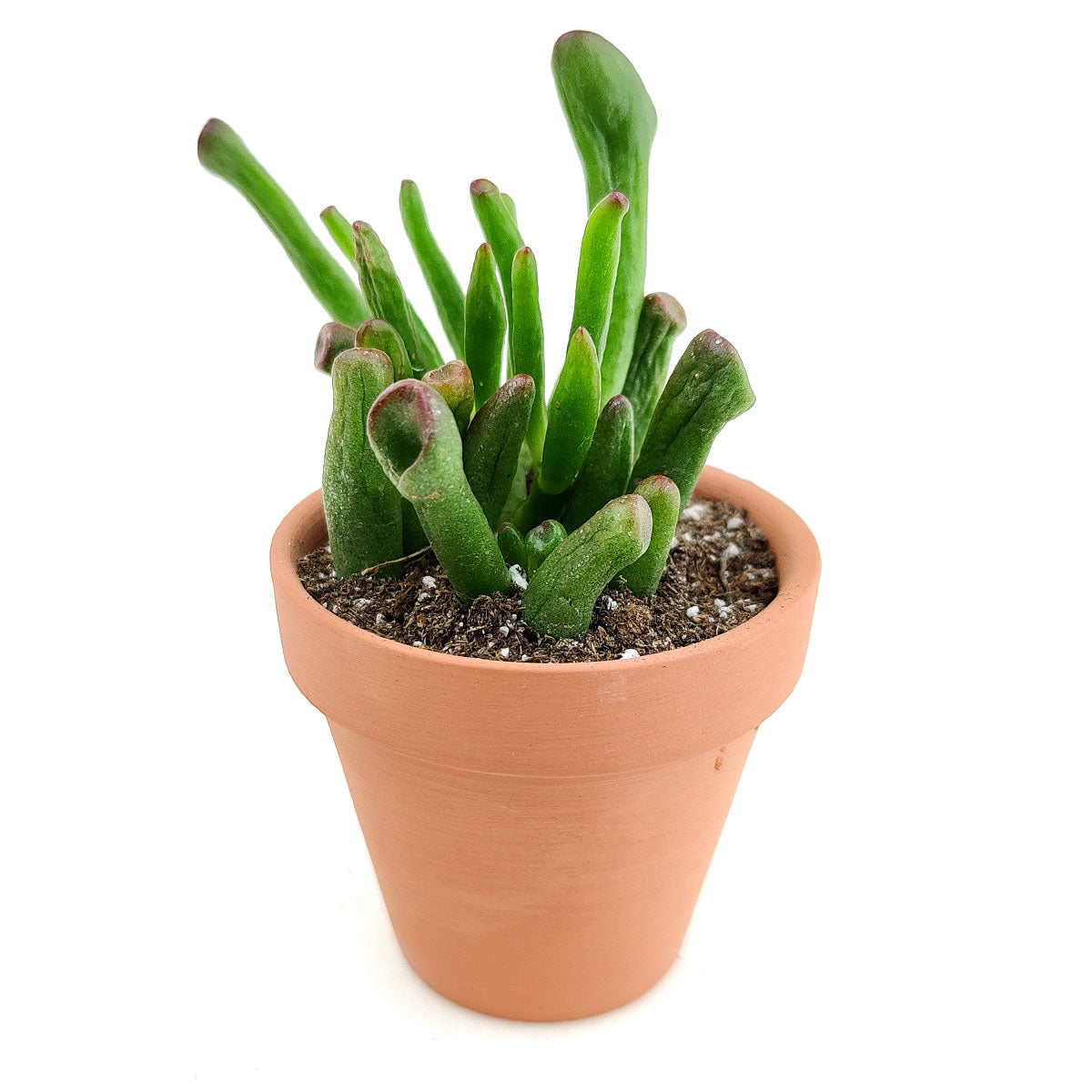 succulent tube plant Gollum Jade Crassula