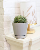 gray ceramic pot pack for sale, modern ceramic pot for houseplants and succulents, minimalist pot with drainage hole and saucer, plant pot gift ideas