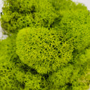 Green Preserved Reindeer Moss