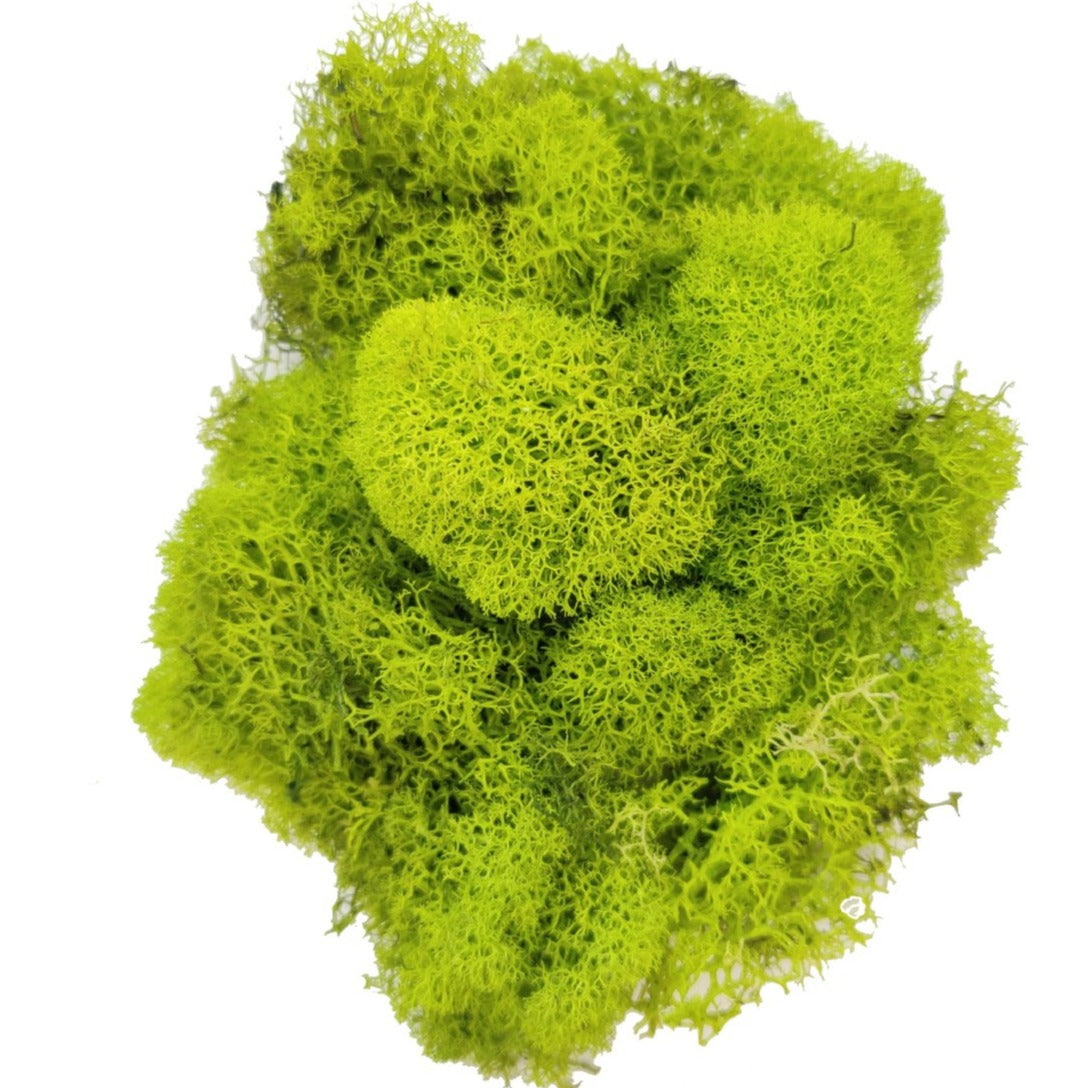 Preserved Reindeer Moss Floral Moss for sale, Garden Accessories, Miniature Garden Landscaping, DIY Terrarium Supplies, Dried Reindeer Lichen, Art Wall Decor, Florist Decor, Easter Table Decor, Terrariums, Wedding decor